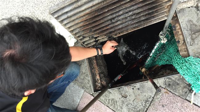 幼貓跌落水溝　動保救援過年不打烊