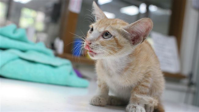 求援消防隊救寵物遭拒　飼主撂狠話…