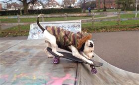 奇蹟,Ziggy Trixx,鬥牛犬,汪,汪星人,鬥牛梗,粉絲團,臉書,英國　圖／Ziggy Trixx臉書https://goo.gl/KFg8JT