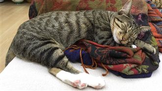 天冷進補　寵物也能冬季進補嗎？