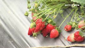 a草莓快採光1200