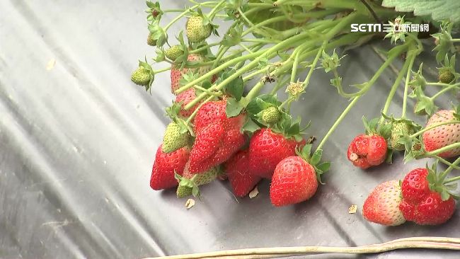 天氣作怪草莓量減　產期延至元宵節