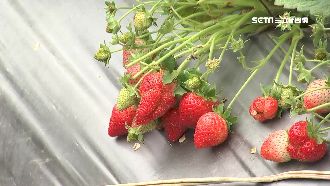 天氣作怪草莓量減　產期延至元宵節