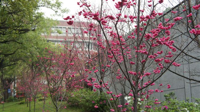 大學校園藏美景　賞櫻去處報你知