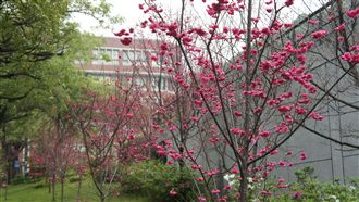 大學校園藏美景　賞櫻去處報你知