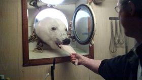 ▲網友的叔叔曾在船上與北極熊吃下午茶。（圖／翻攝自johnny_love reddit）
https://www.reddit.com/r/pics/comments/5e0h7z/my_uncle_who_works_on_an_arctic_research_vessel/

