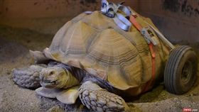 象龜/SWNS TV youtube