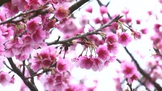 平菁街粉櫻開7成　遊客爭相上山賞花