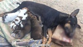 （圖／翻攝自泰國星暹傳媒微博）