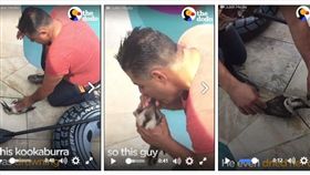 翠鳥CPR,圖/臉書The Dodo