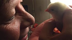 瑞典盒裝蛋小雞Coop olle　圖／翻攝自Coop olle臉書
https://www.facebook.com/groups/380645988955361/?fref=ts