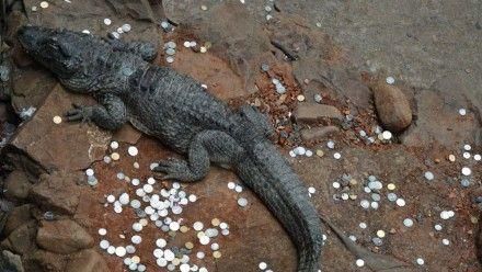 陸遊客擲硬幣祈福　鱷魚池淪許願池