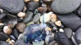 僧帽水母　花蓮同鄉會