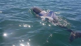 海豚,背心/Department of Parks and Wildlife, Western Australia FB