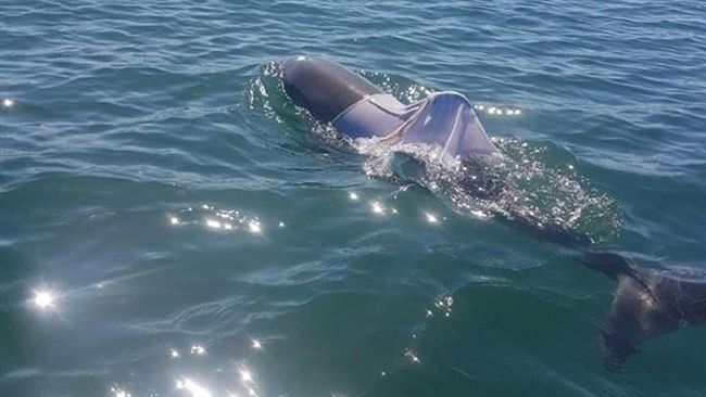 海豚被「穿」背心！當局請民眾齊協尋