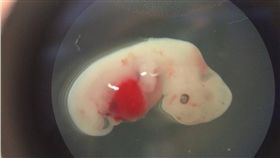 半人半豬,胚胎,細胞嵌合體,基因　圖／翻攝自華盛頓郵報