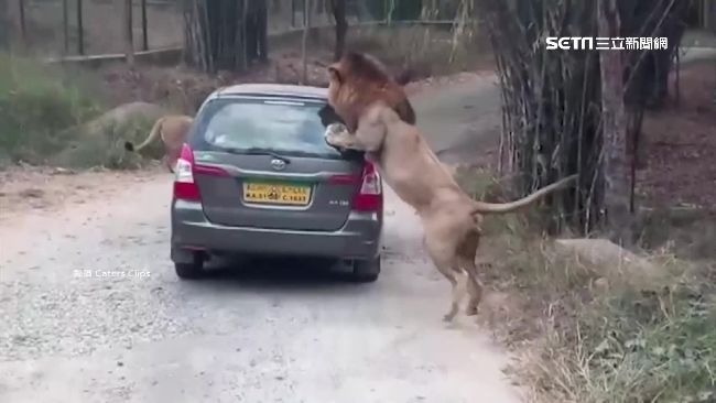 開車進動物園猛獸區　公獅撲車尾緊抓