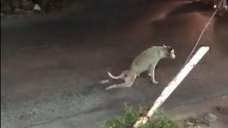 癱瘓狗拖腳慢慢爬　司機下車幫忙竟…