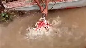 亞馬遜河，食人魚（圖／翻攝自YouTube）