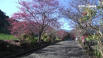 暖冬櫻花皆晚開　草坪頭搶先開8成
