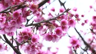 一年兩立春桃花滿滿　明年恐成寡婦年