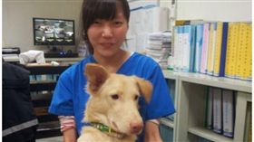 安樂死,簡稚澄,藥物,動保結構,BBC,英國,毛小孩,美女劊子手,全國零撲殺政策　圖／BCChttps://goo.gl/9HhtHd