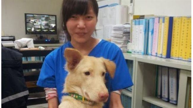 美女獸醫死諫！BBC揭開動保悲劇
