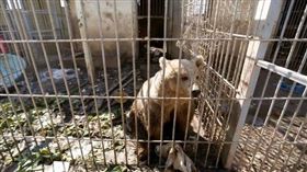 伊拉克大城摩蘇爾，動物園裡的動物一個月來終於吃到第一餐。（圖／翻攝自英國《太陽報》）