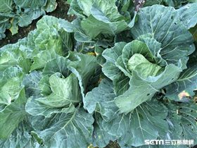 高麗菜,菜價,青菜,蔬菜-記者周筠羚攝