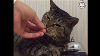 貓主子狂按鈴　忠心貓奴立馬伸手餵