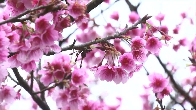 迎接陽明山花季　節省停車費有方法