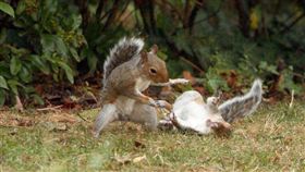 松鼠打架（翻攝Mirror