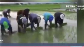 插秧神技! 中國農民