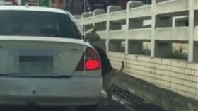 狗,動物,保護,棄養,高雄,岡山,地下道,轎車,紅燈,尾巴,跑步,散步,飼主 圖／我要當流浪動物義工救援團隊臉書影片　https://goo.gl/ldfrtD