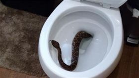 馬桶裡有蛇。（圖／翻攝自商業內幕）