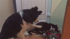 貓咪霸占狗狗的飯。（圖／翻攝自推特）