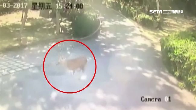 墾丁梅花鹿躲野狗追咬　衝警局得救了