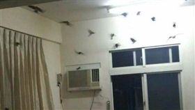 燕子,中國,威力彩,大樂透,彩劵,爆料公社,彼得潘,飛禽,燕窩　圖／爆料公社　https://goo.gl/MBGfDD