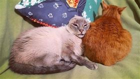 多啦A夢,喵星人,貓,流浪貓,收容所,動保人員,耳道,爆燥,大熊,暹邏貓,Eddie,艾迪　圖／EddieIG