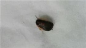 １６：９
睡到一半小強鑽入耳內　成都男拿殺蟲劑對耳朵狂噴
圖／翻攝自微博