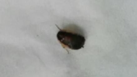 小強鑽入耳內　男子用殺蟲劑猛噴耳朵