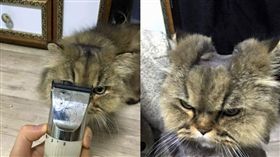 貓奴為主子大改造　意外嚕出一條高速公路。資料來源：http://www.instiz.net/pt?no=3589298&page=1