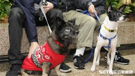 告別12夜！生命不倒數　台灣全面實施動物收容零撲殺