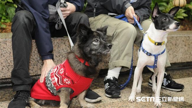 告別12夜！全面實施動物收容零撲殺