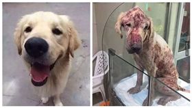 上海動物醫院虐狗。(圖/翻攝自《巴士的報》)-http://www.bastillepost.com/hongkong/8-%E7%94%9F%E6%B4%BB%E4%BA%8B/1777089-