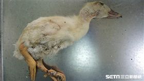 首例！花蓮病死鵝　檢出H5N6禽流感病毒