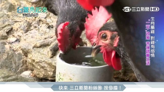 無毒放山雞拒抗生素　寧負債不餵藥