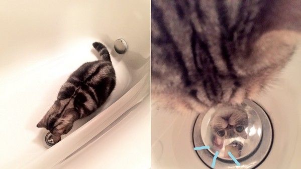 我怎麼那麼帥？自戀貓猛盯排水孔倒影