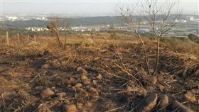 楊梅山大火延燒近5小時 燒20公頃
桃園市楊梅區與新竹縣交界，6日發生山林大火，火勢
延燒，警義消百人搶救，山火燒了近5個多小時才撲滅
，燃燒20公頃，7日才殘火處理完畢。／中央社