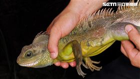 飼主亂棄養「綠水龍」　新北市啟動獵龍行動（圖／新北市農業局）